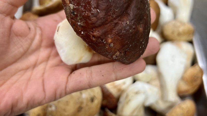 PORCINI SPECIAL: only in October at Rose & Sapori PORCINI SPECIAL: only in October at Rose & Sapori