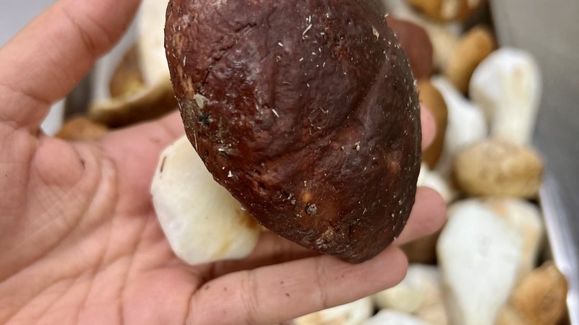 SPECIALE PORCINI: solo in ottobre al Rose & Sapori SPECIALE PORCINI: solo in ottobre al Rose & Sapori